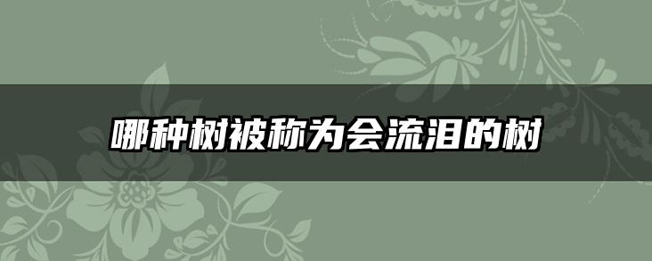 哪种树被称为会流泪的树