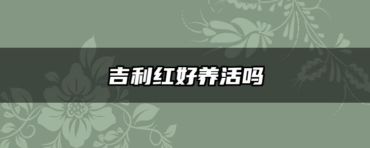 吉利红好养活吗