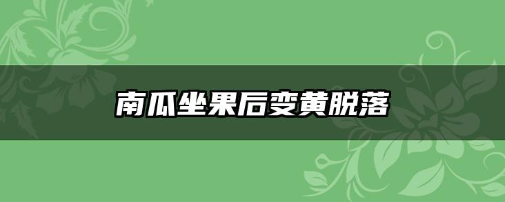南瓜坐果后变黄脱落