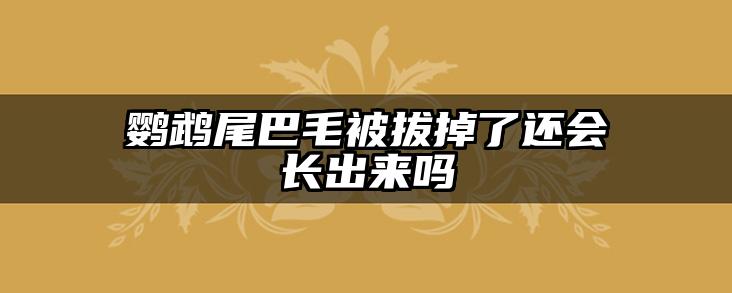 鹦鹉尾巴毛被拔掉了还会长出来吗