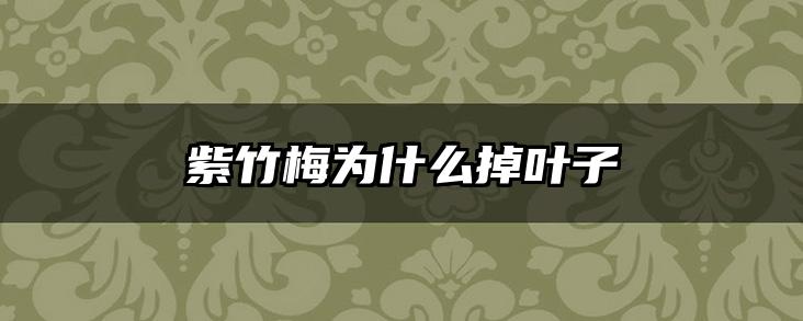 紫竹梅为什么掉叶子