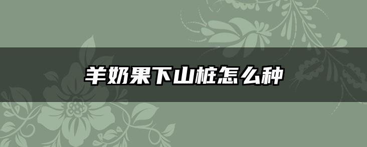羊奶果下山桩怎么种