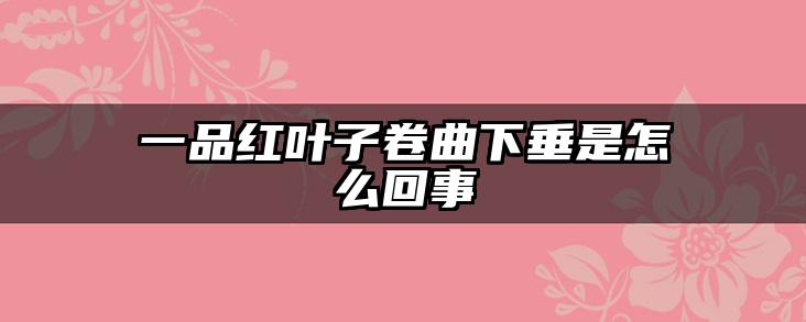 一品红叶子卷曲下垂是怎么回事