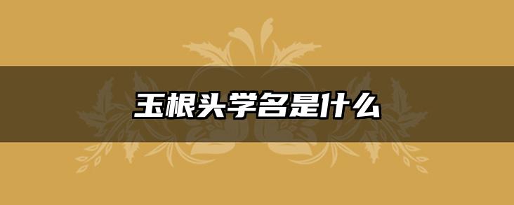 玉根头学名是什么