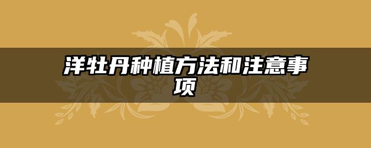 洋牡丹种植方法和注意事项