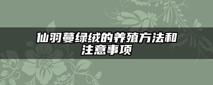 仙羽蔓绿绒的养殖方法和注意事项