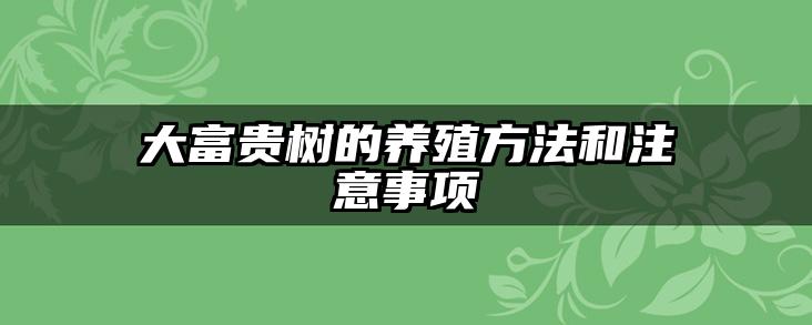 大富贵树的养殖方法和注意事项