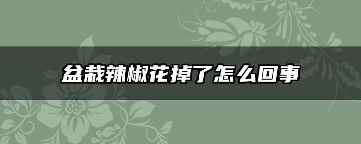 盆栽辣椒花掉了怎么回事