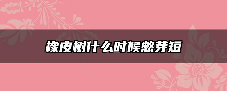 橡皮树什么时候憋芽短