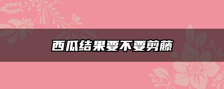 西瓜结果要不要剪藤