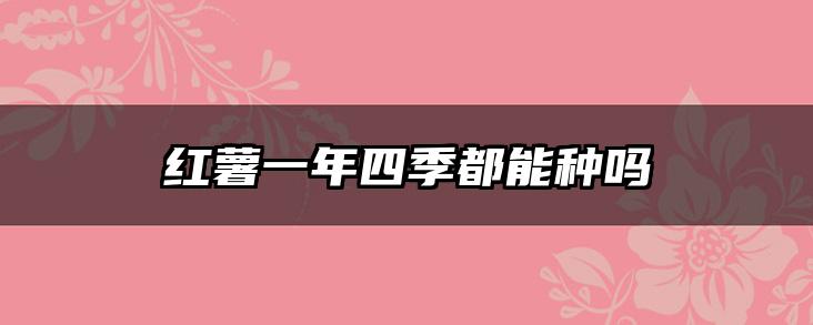 红薯一年四季都能种吗