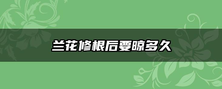兰花修根后要晾多久