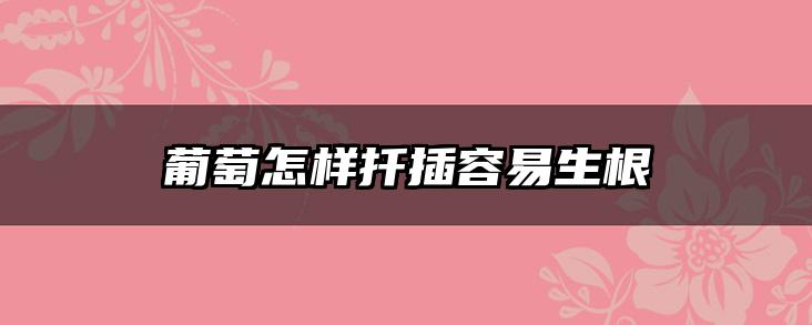 葡萄怎样扦插容易生根