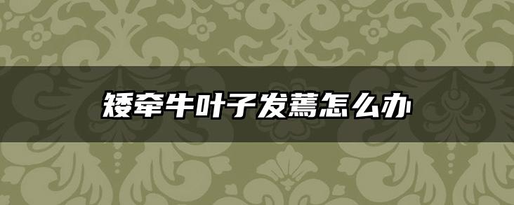 矮牵牛叶子发蔫怎么办