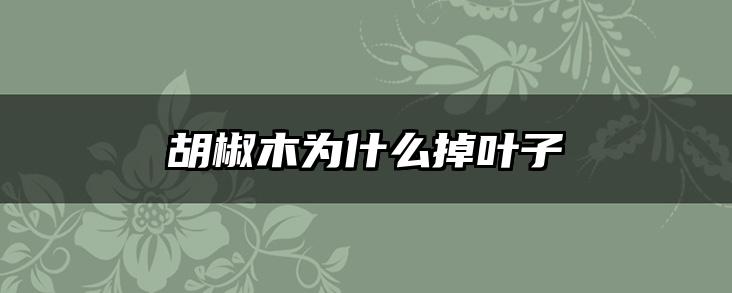 胡椒木为什么掉叶子