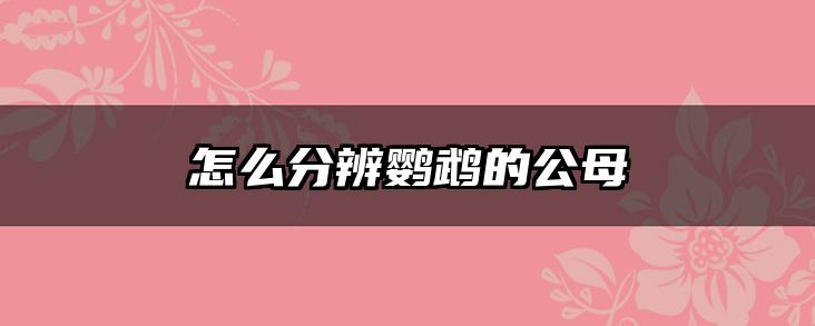 怎么分辨鹦鹉的公母
