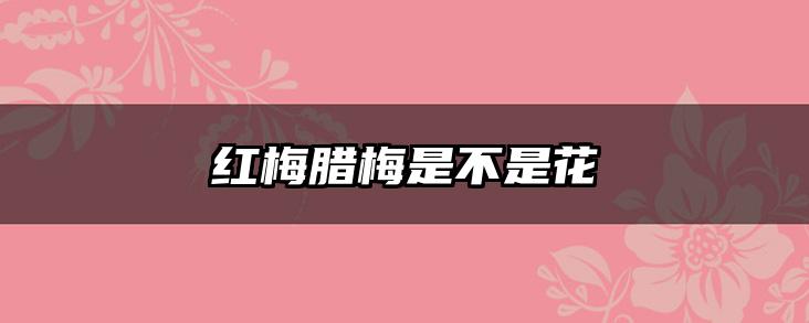 红梅腊梅是不是花