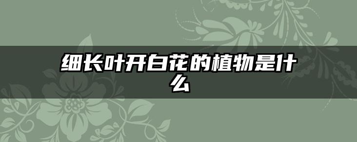 细长叶开白花的植物是什么