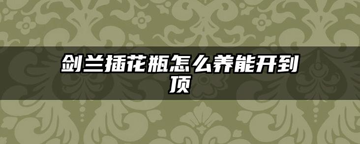 剑兰插花瓶怎么养能开到顶