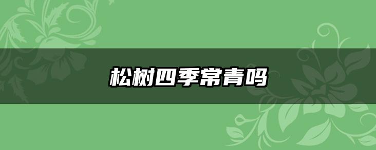 松树四季常青吗