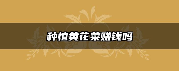种植黄花菜赚钱吗