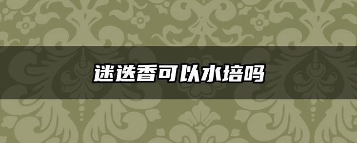 迷迭香可以水培吗