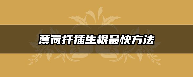薄荷扦插生根最快方法