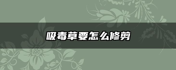 吸毒草要怎么修剪