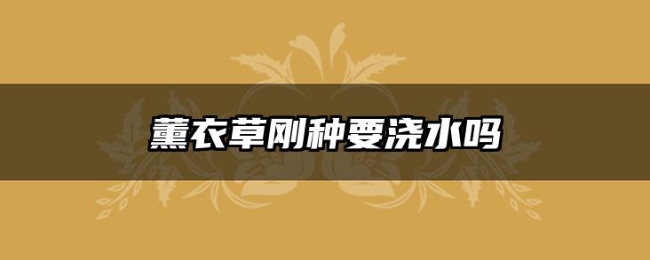 薰衣草刚种要浇水吗