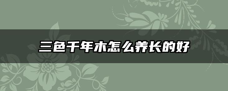 三色千年木怎么养长的好