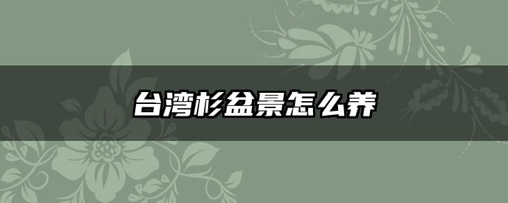 台湾杉盆景怎么养