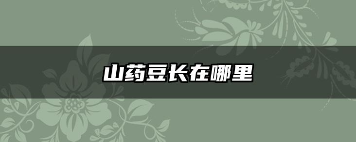 山药豆长在哪里