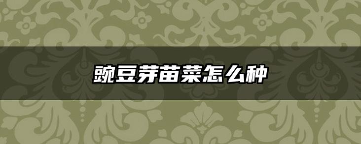 豌豆芽苗菜怎么种
