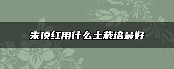 朱顶红用什么土栽培最好