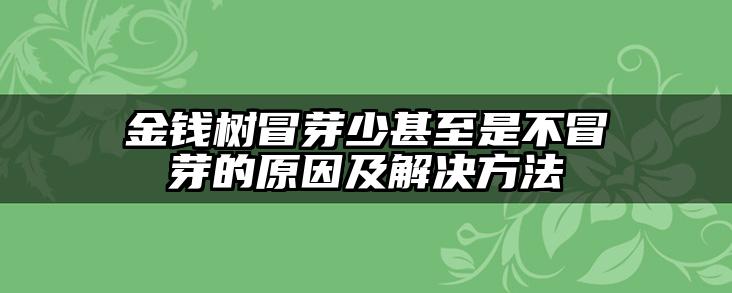 金钱树冒芽少甚至是不冒芽的原因及解决方法