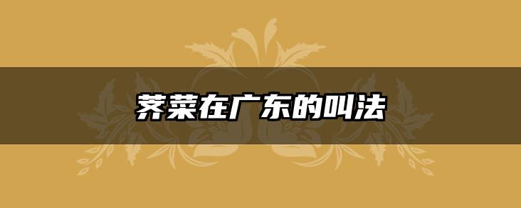 荠菜在广东的叫法