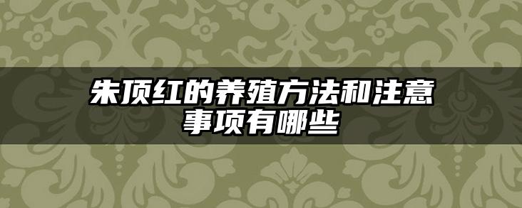 朱顶红的养殖方法和注意事项有哪些