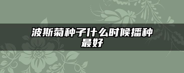 波斯菊种子什么时候播种最好