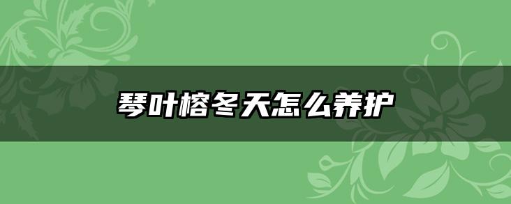 琴叶榕冬天怎么养护