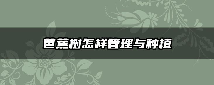 芭蕉树怎样管理与种植