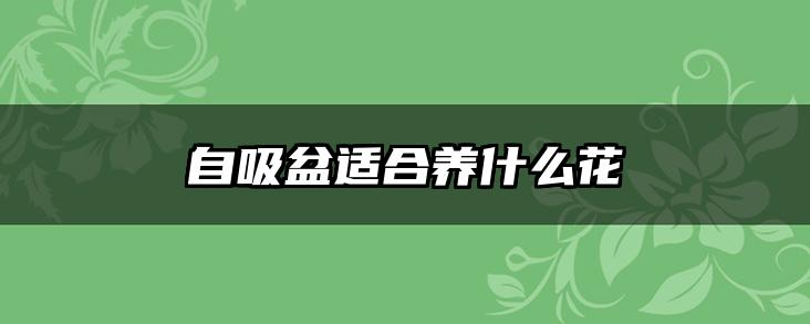 自吸盆适合养什么花