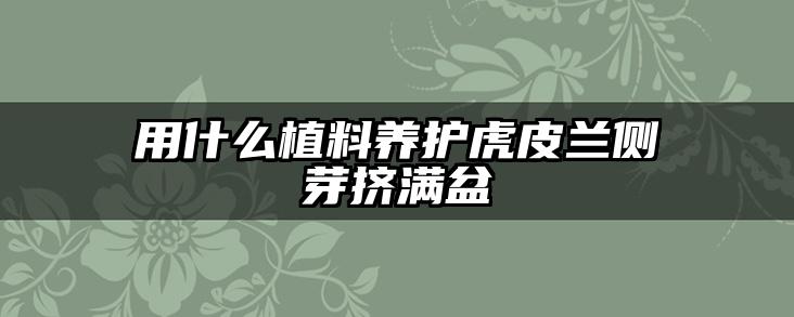用什么植料养护虎皮兰侧芽挤满盆