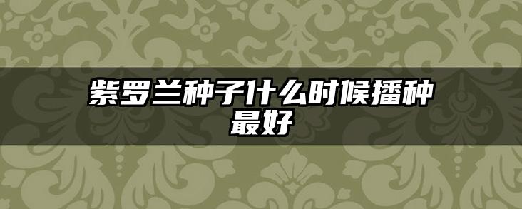 紫罗兰种子什么时候播种最好