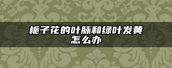 栀子花的叶脉和绿叶发黄怎么办