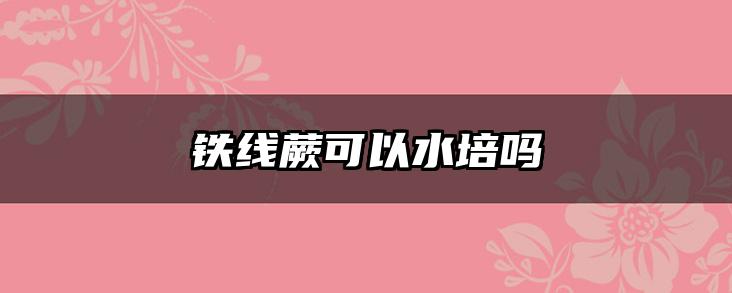 铁线蕨可以水培吗