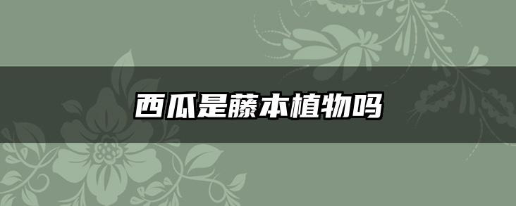 西瓜是藤本植物吗