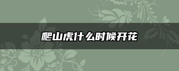 爬山虎什么时候开花
