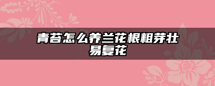 青苔怎么养兰花根粗芽壮易复花