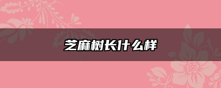芝麻树长什么样