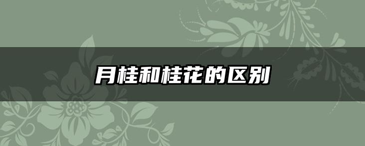 月桂和桂花的区别